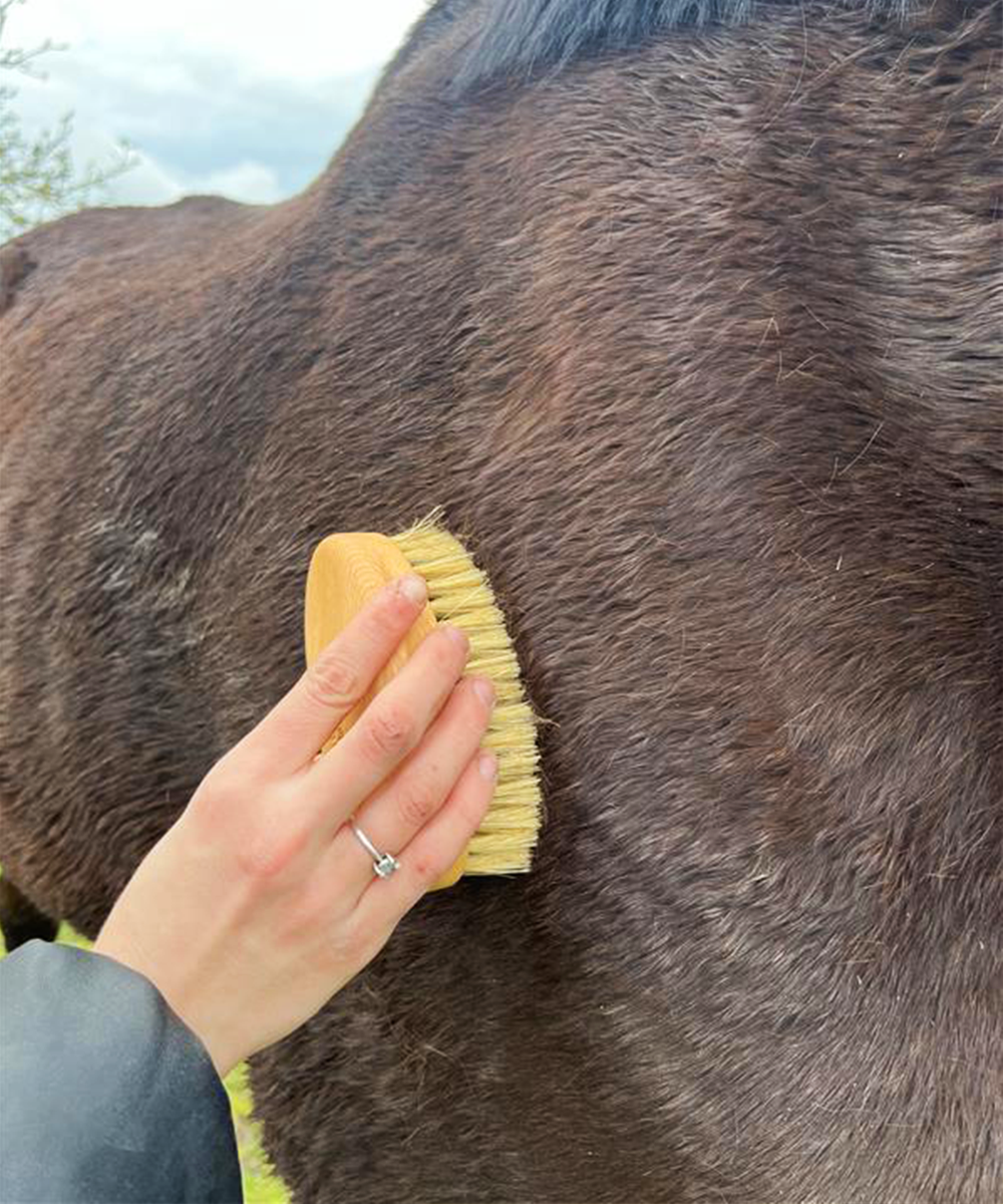 Natural by Hillbrush Equestrian Grooming Brush Set